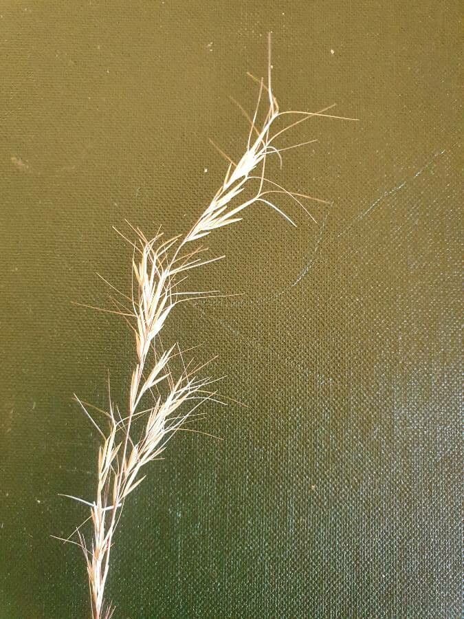 Aristida comune 4