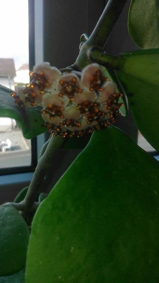 Hoya 2