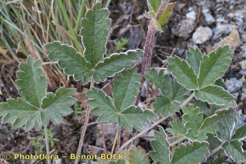Potentilla nivea 14
