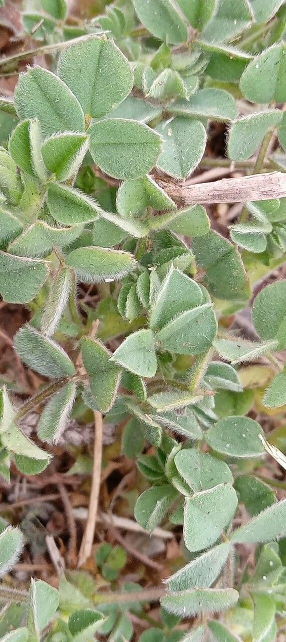 Erba medica minima 19