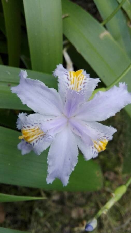 Iris japonés 3