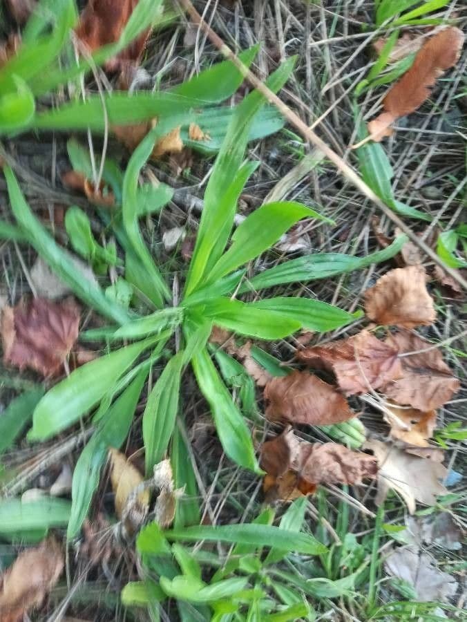Piantaggine 18