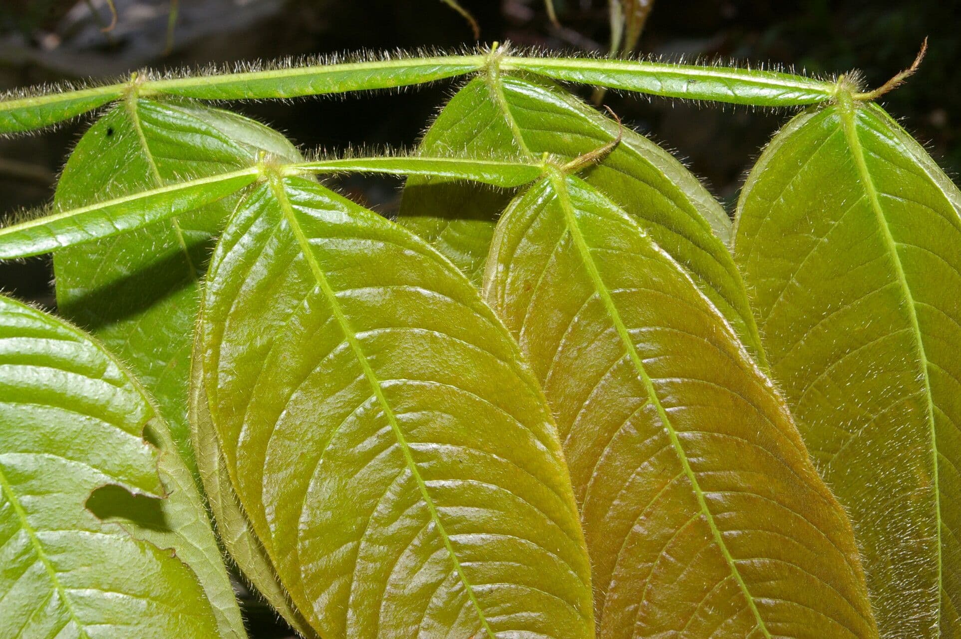 Inga 5