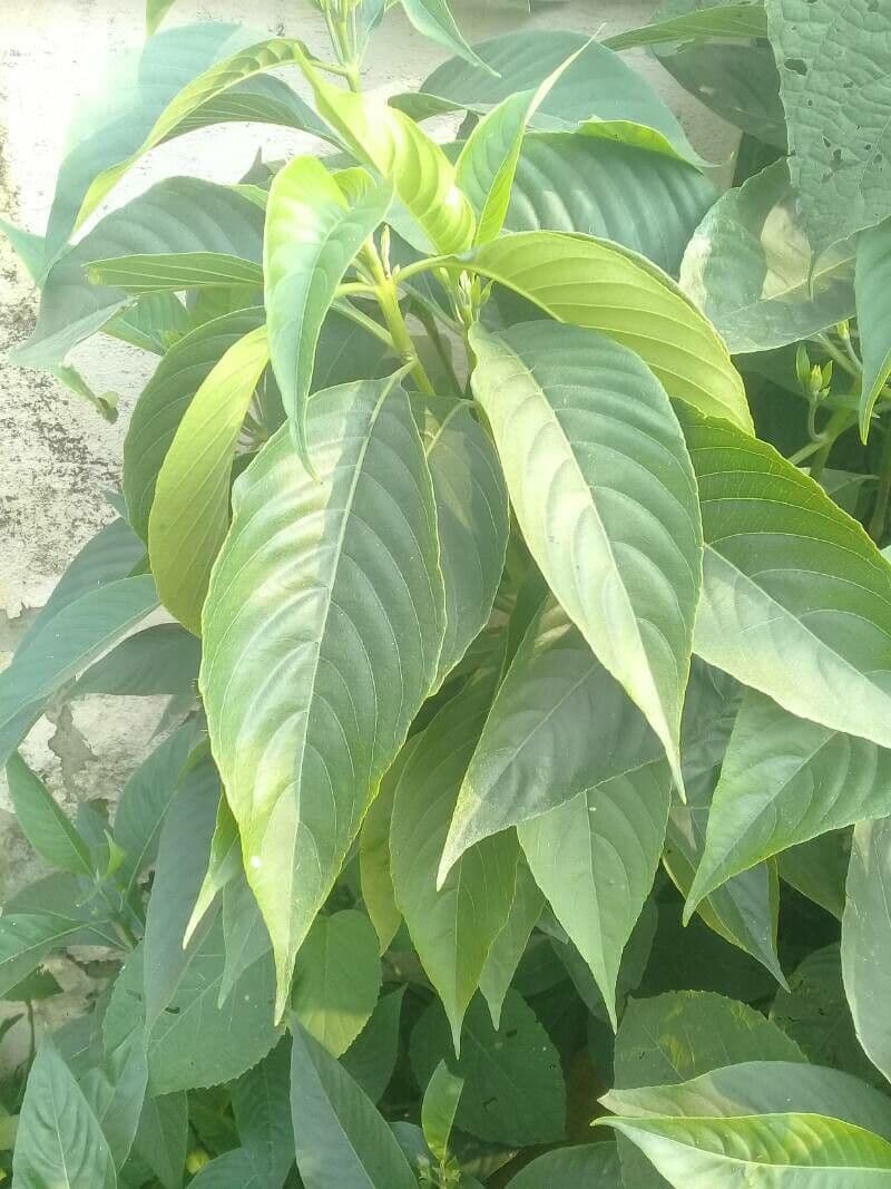 Noce di Malabar 13
