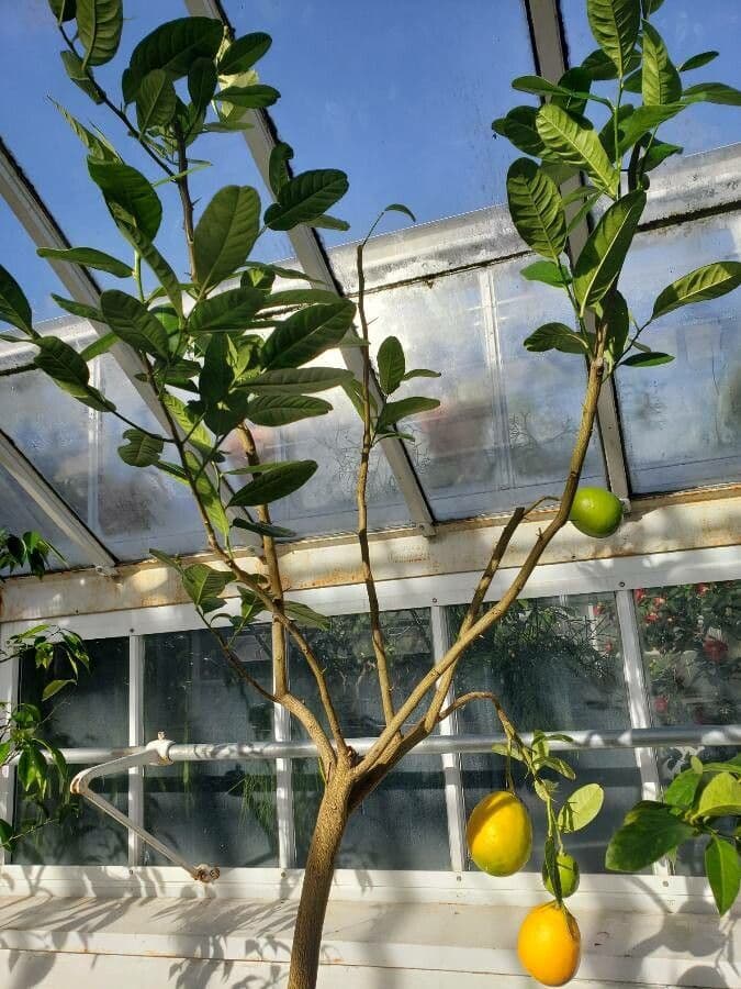 Limone d'Assam