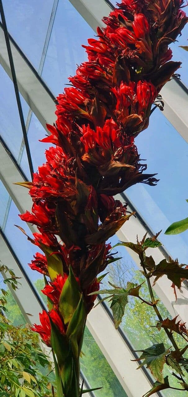 Doryanthes 7