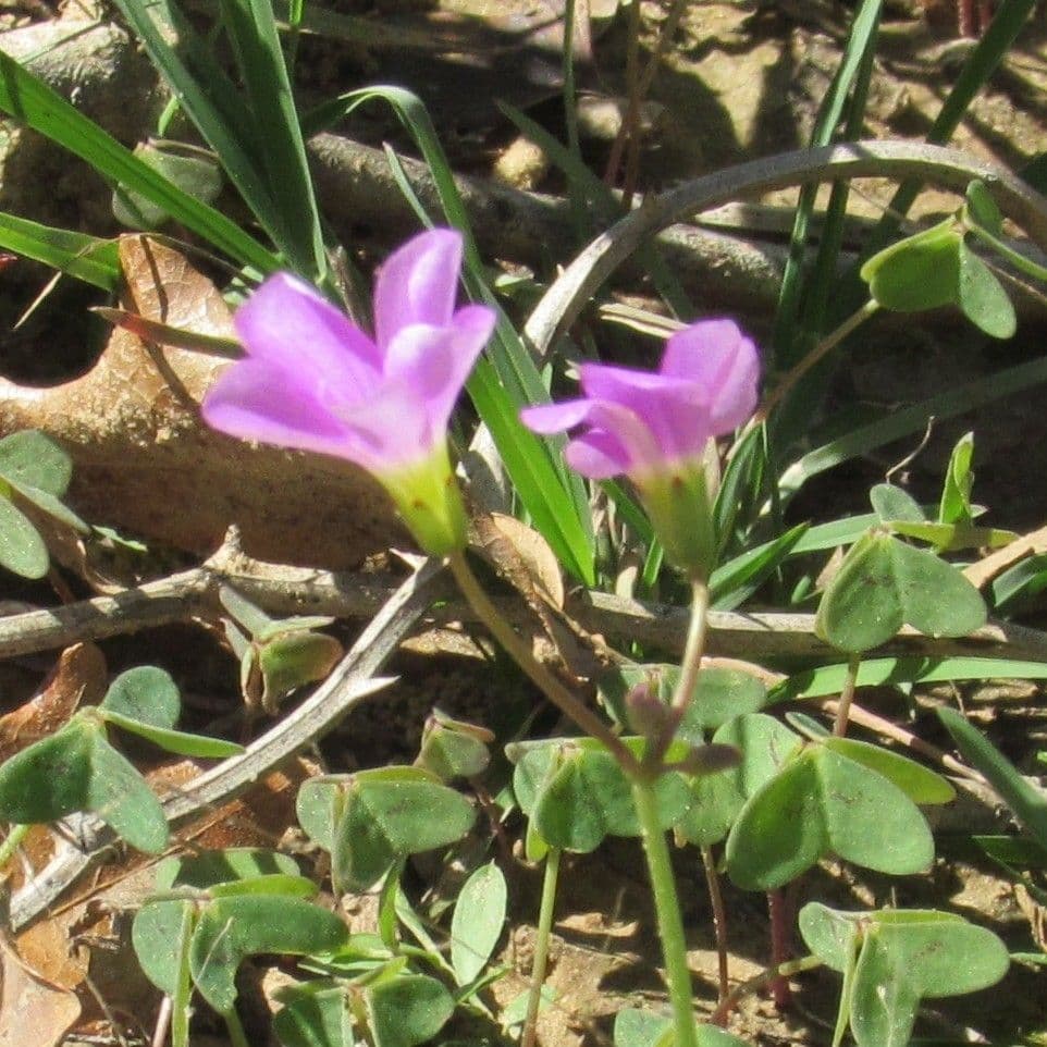 Kyselica 2