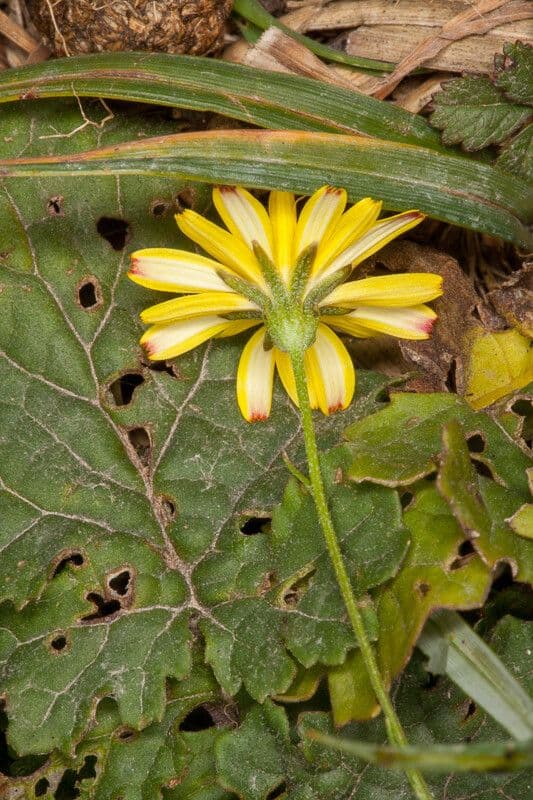 Radicchiella autunnale 21
