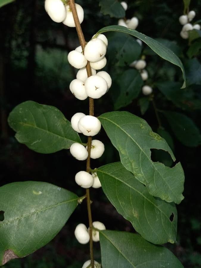 Flueggea 2
