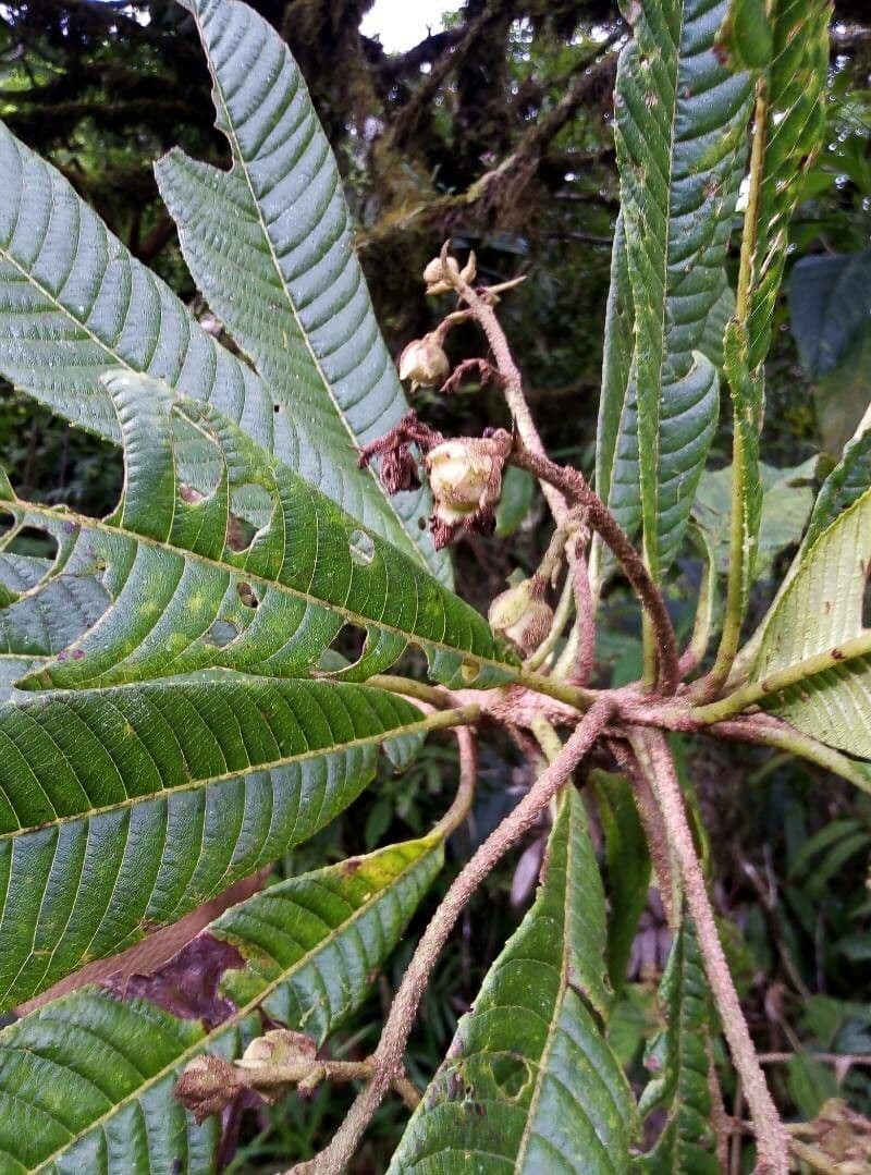 Saurauia 10