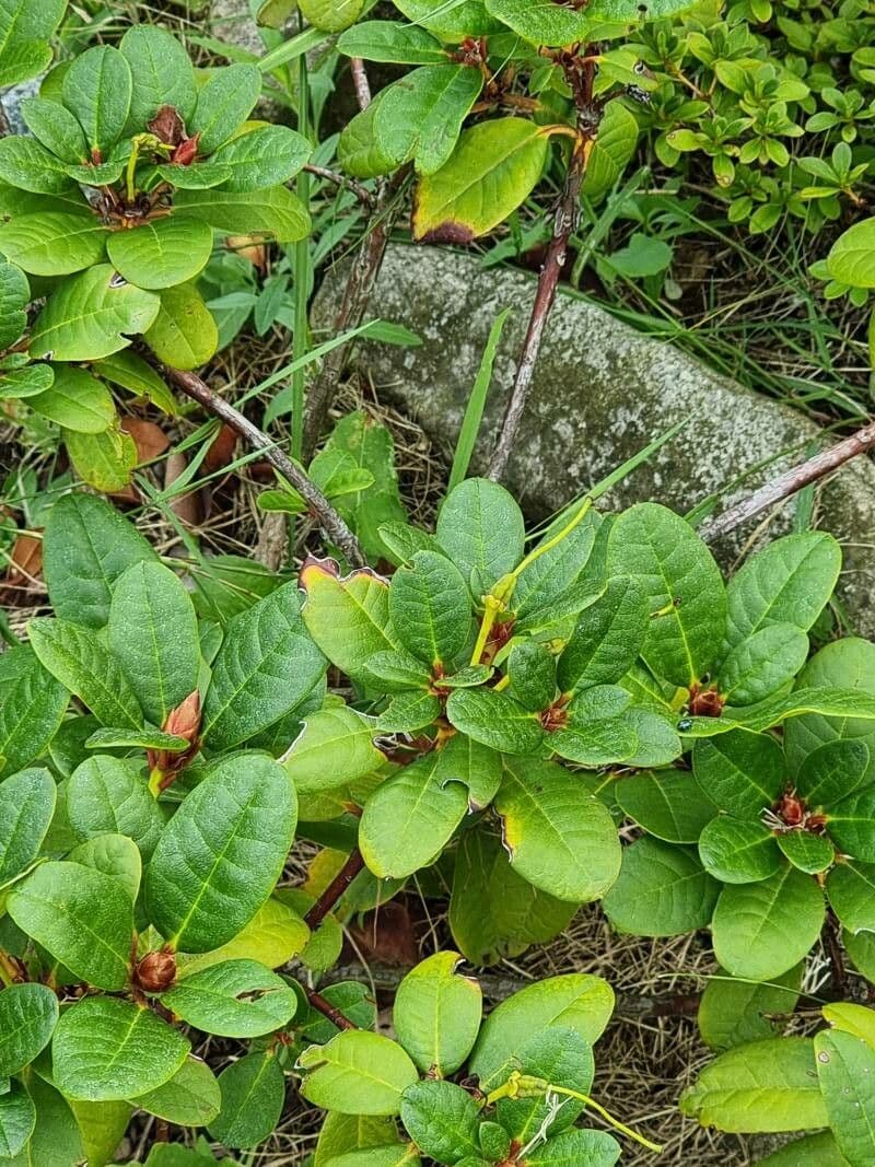 Rododendro dorato 13