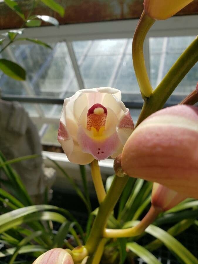 Cymbidium 2