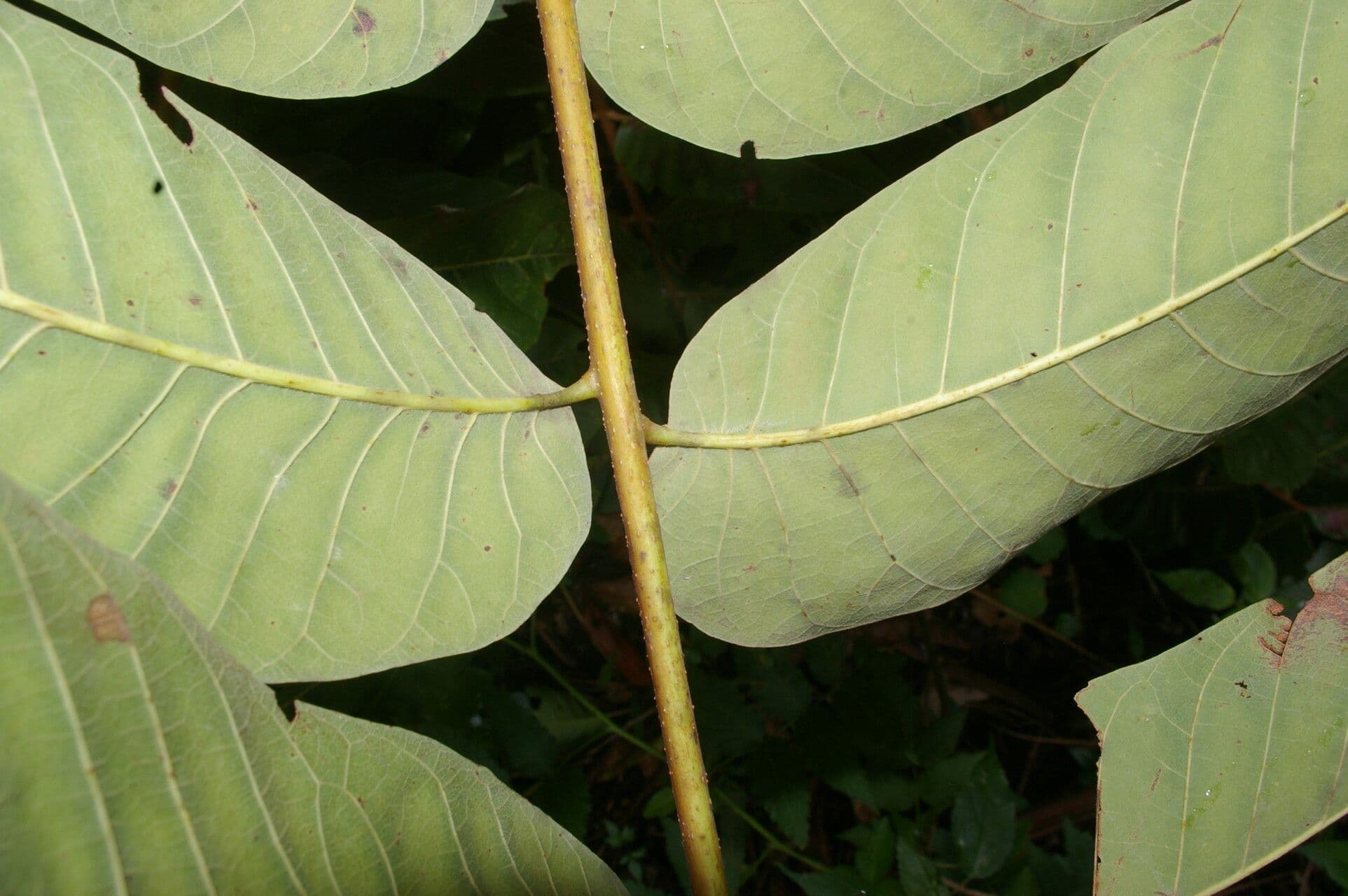 Cedrela 6