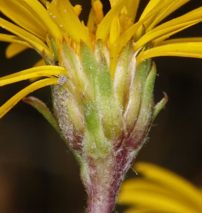 Pyrrocoma uniflora 3