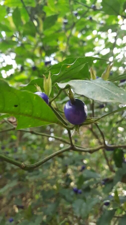 Psychotria