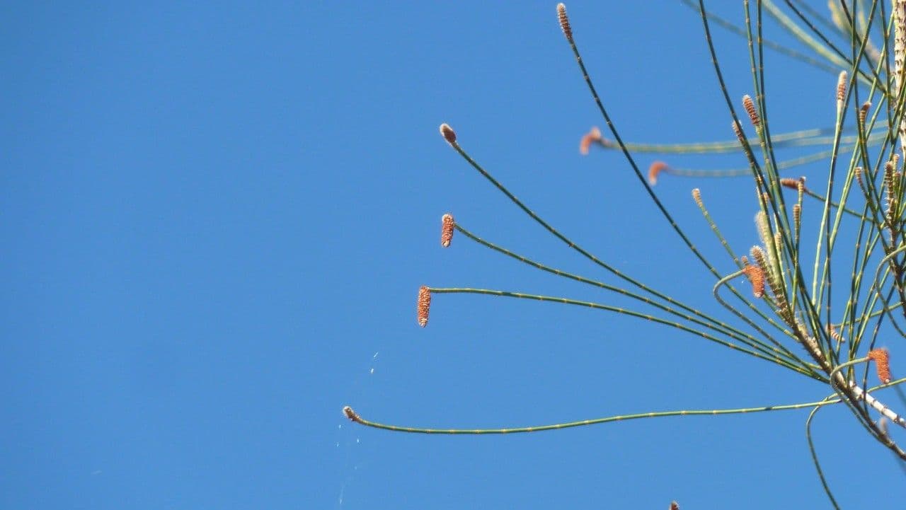 Allocasuarina glauque 4