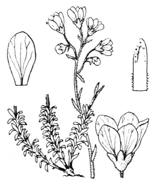 Złota łuska 22