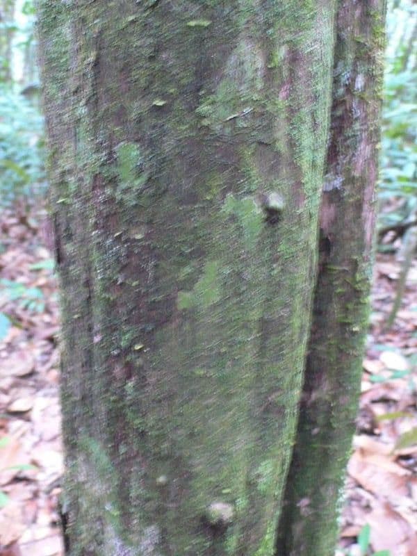Duroia 8