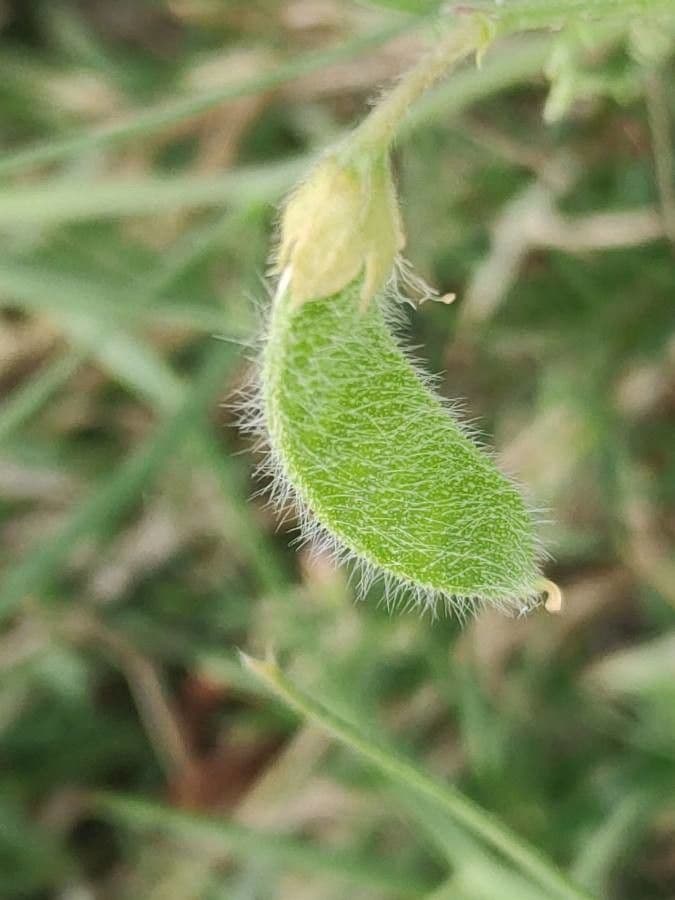 Cicerchia pelosa 4