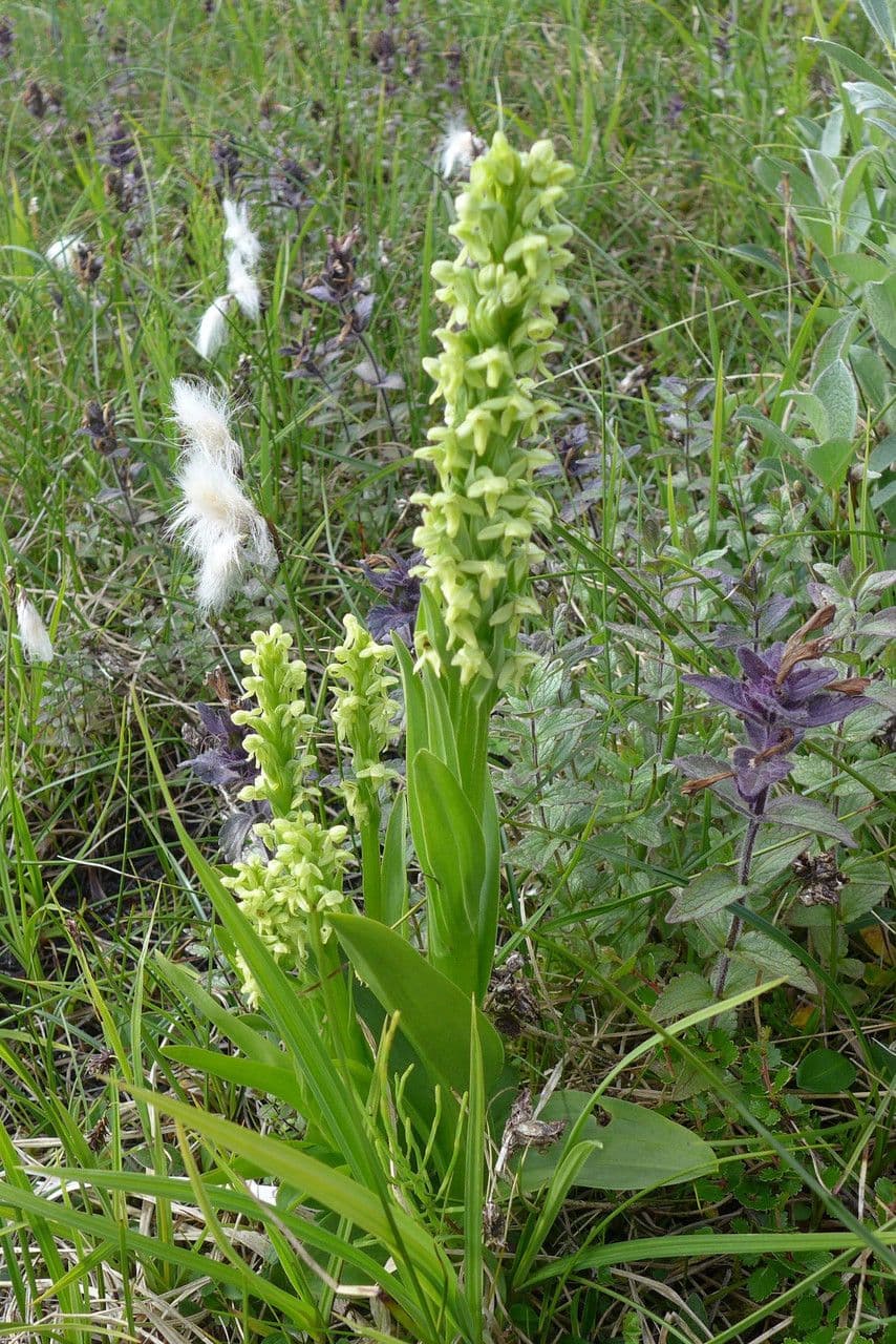 Platantera flava 8