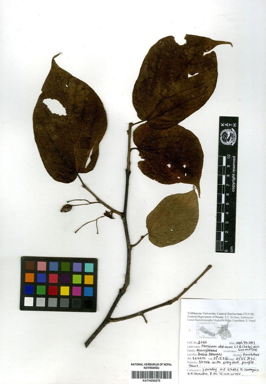 Alangium alpské 5