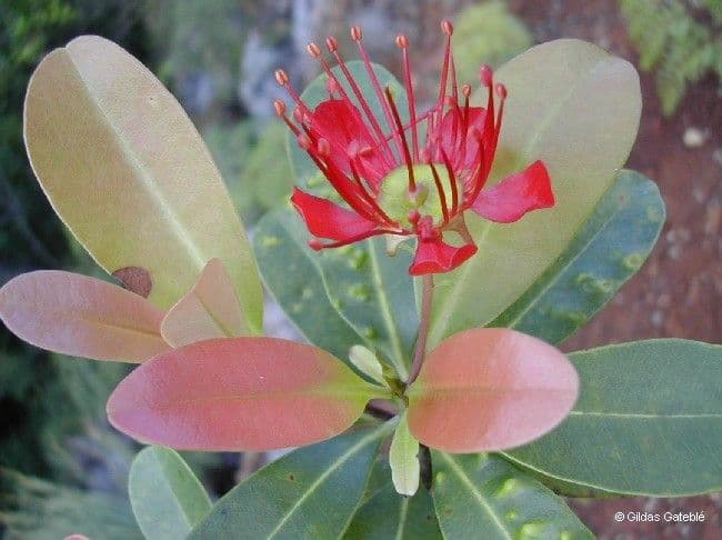 Xanthostemon 11