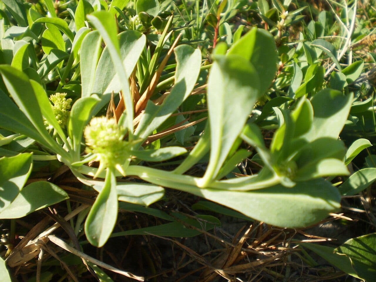 Acicarpha 4