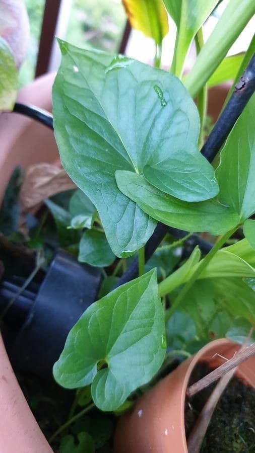 Typhonium 9