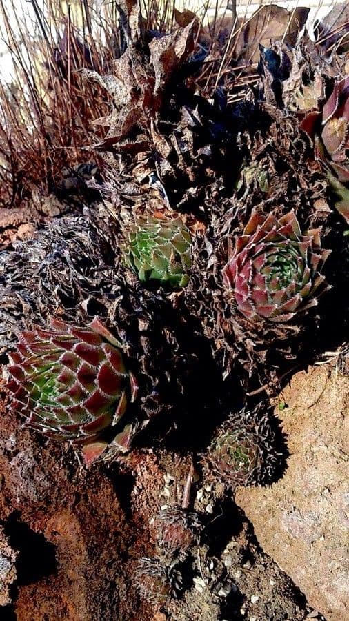 Semprevivo maggiore 11