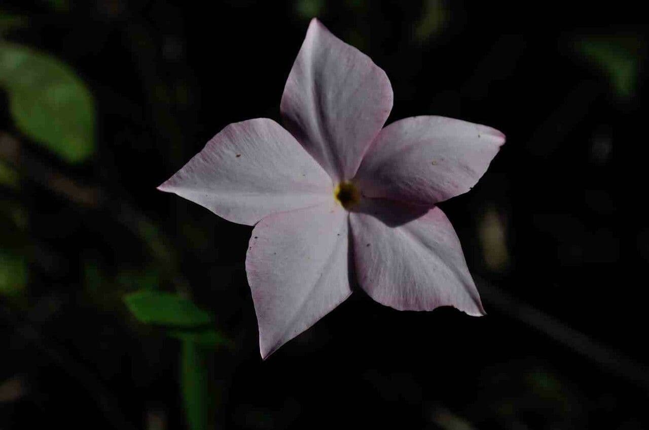 Mandevilla 3