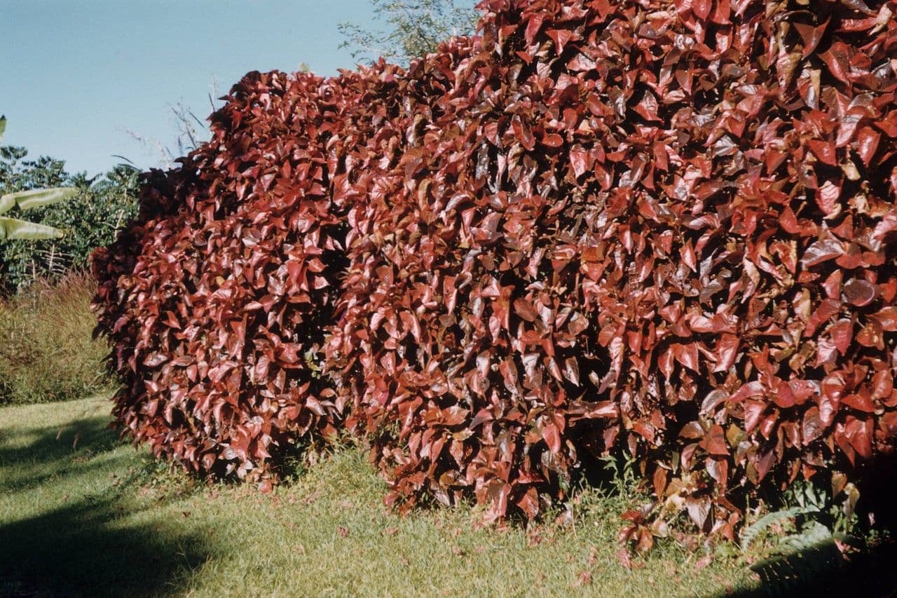 Acalypha 4