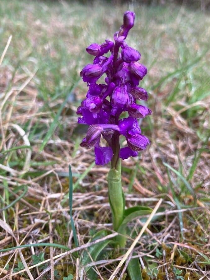 Orchide minore 12