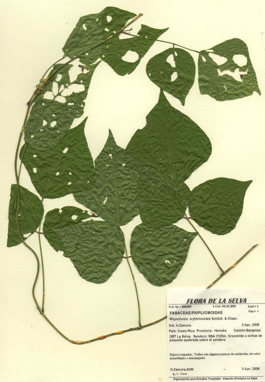 Rhynchosia 15