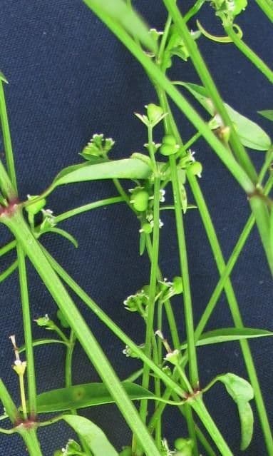 Grasblättrige Wolfsmilch 15
