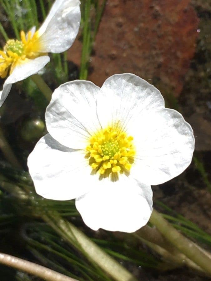 Ranunculus fluitans 8