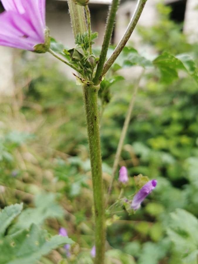 Malva selvatica 22