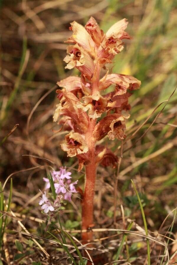 Orobanche alba 8