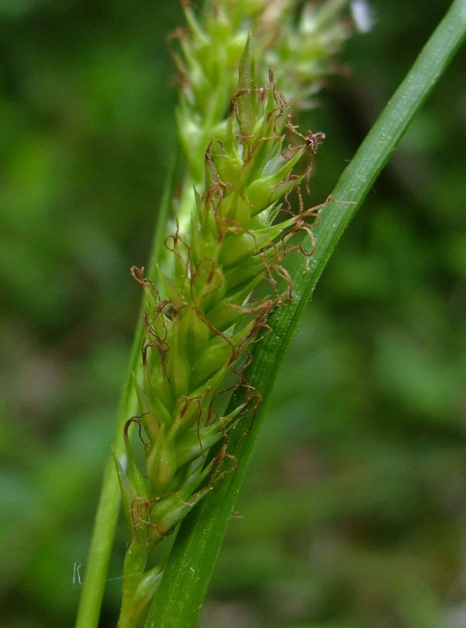 Carice selvatica 2