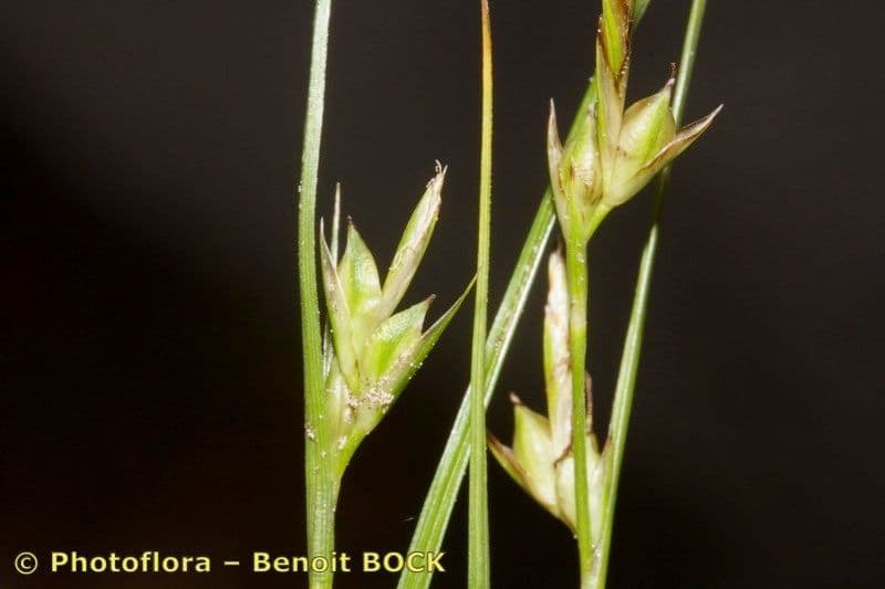 Carex distachya
