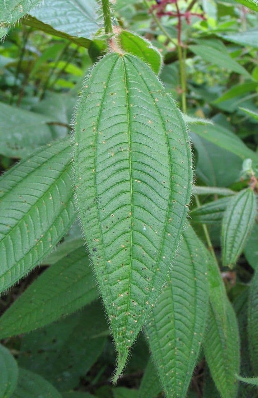 Miconia 14