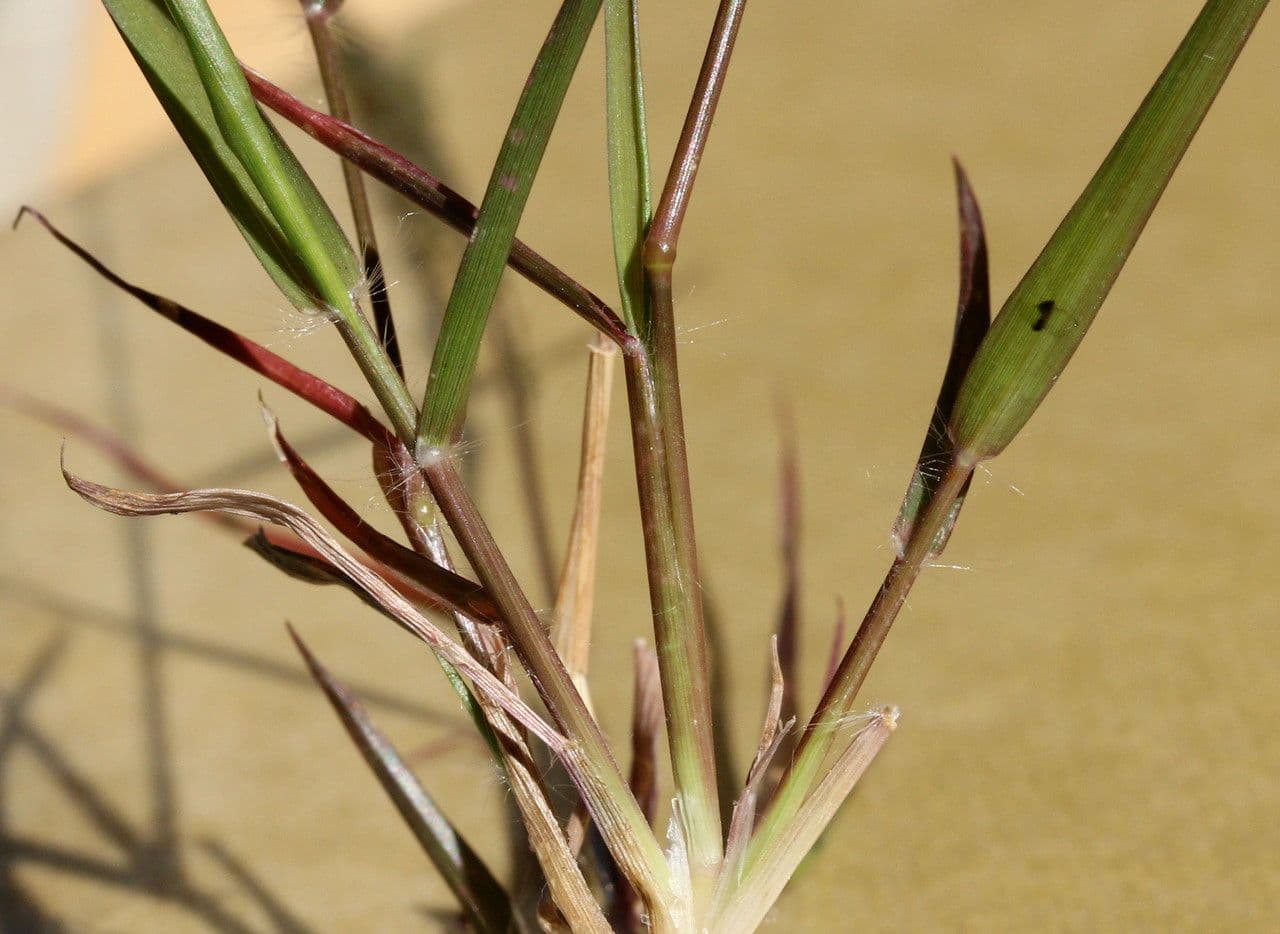 Eragrostis mexická 13
