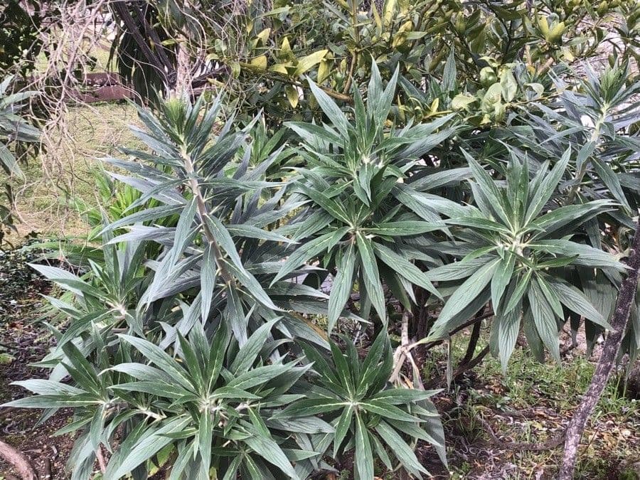 Echium pininana 12