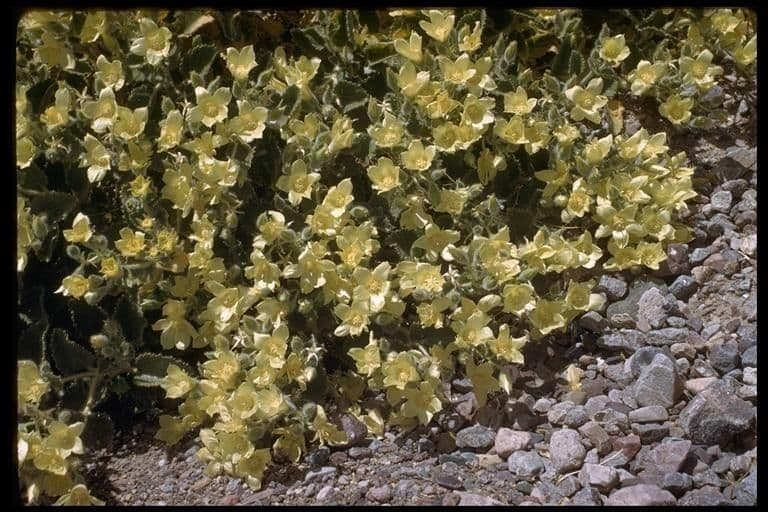 Mentzelia 9