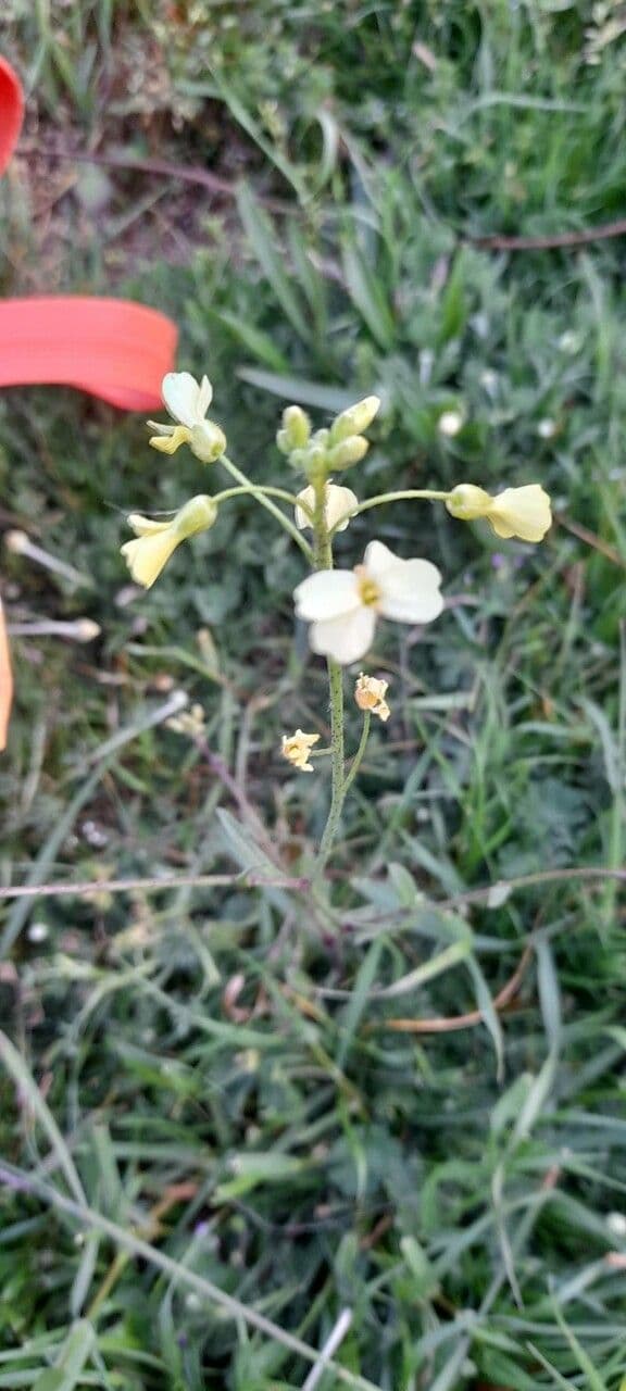 Bunias erucago 22