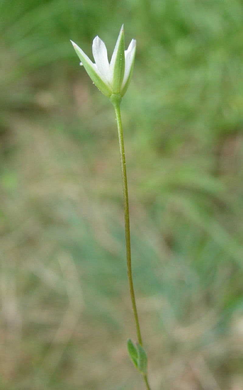 Moenchia erecta 4
