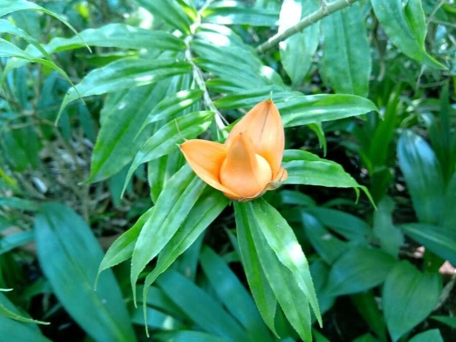 Freycinetia 8