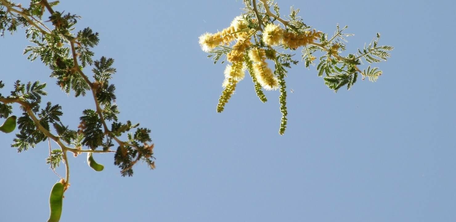 Acacia albida 2