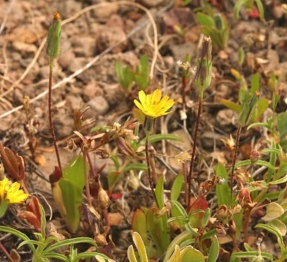 Agoseris annuale 11