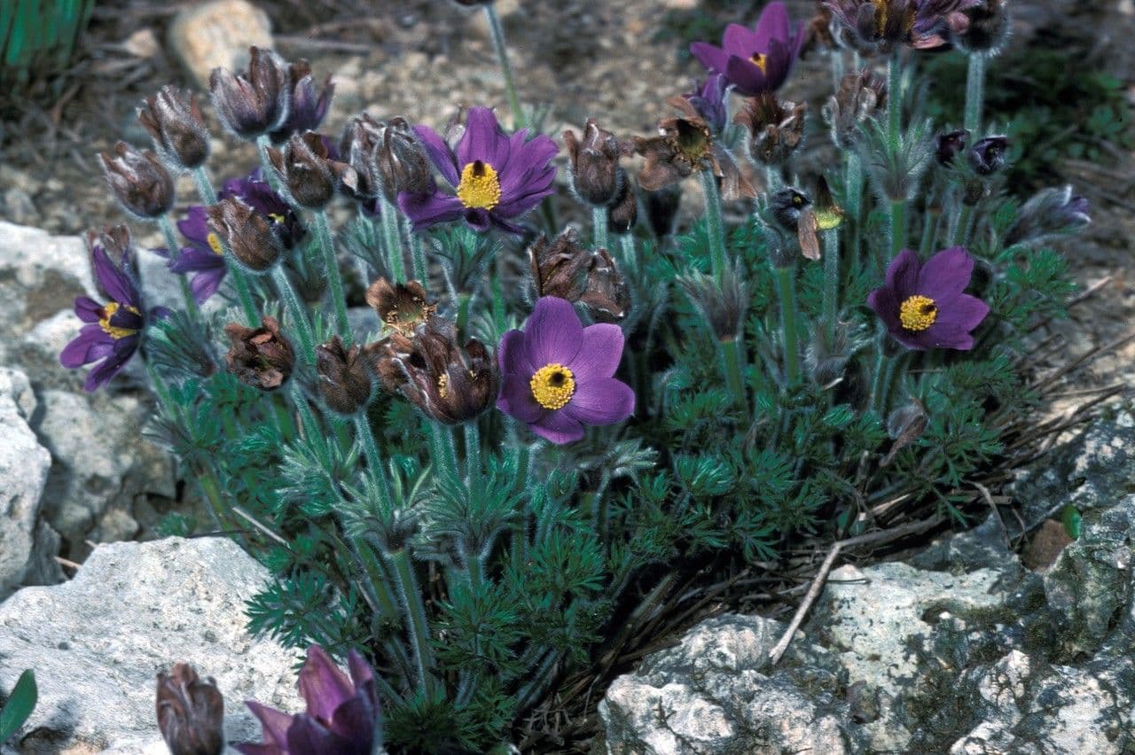 Pulsatilla 2
