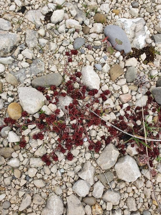 Moos-Dickblatt 2